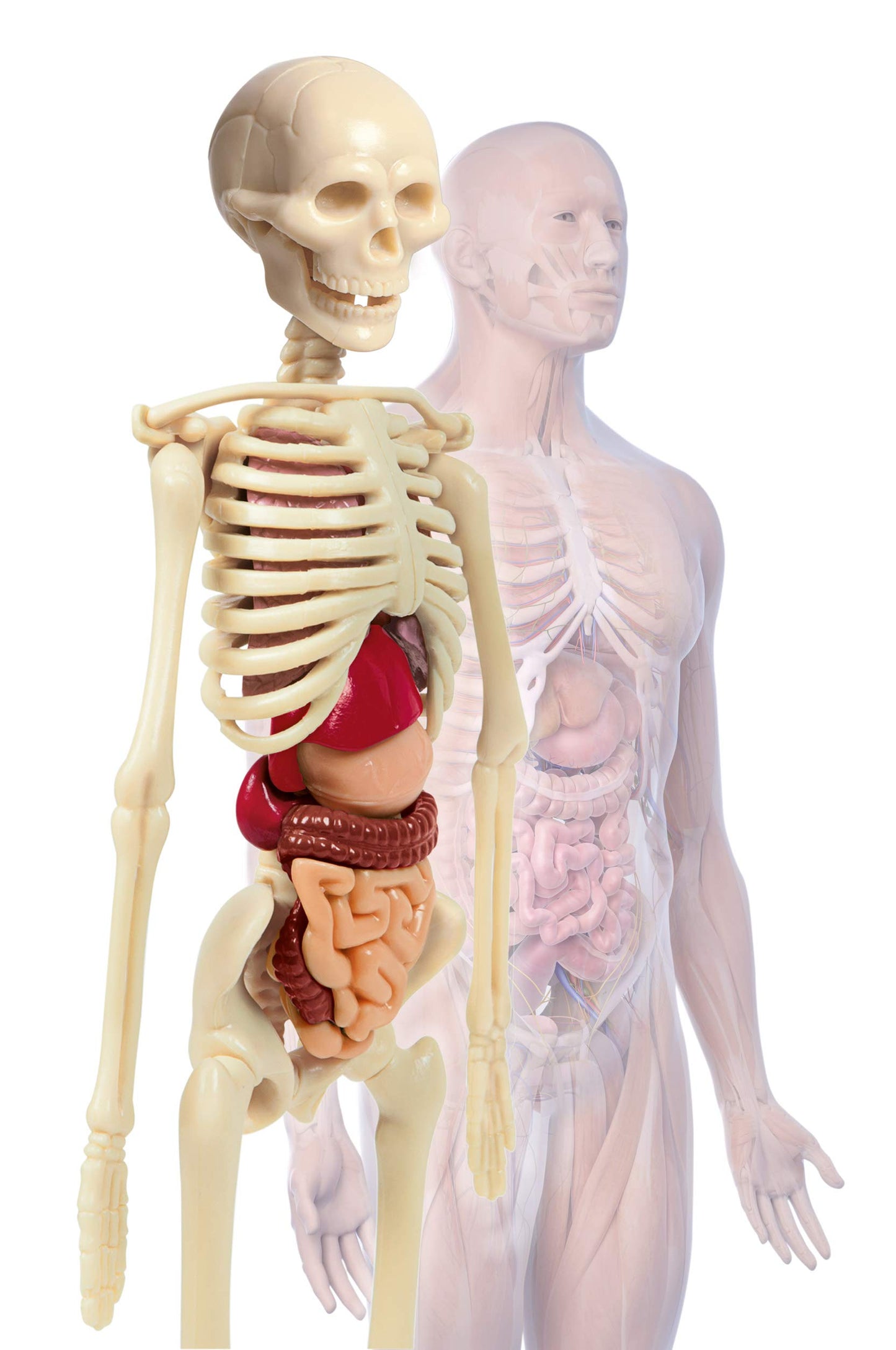 Clementoni Galileo Lab Set Mini Corpul Uman - Jucărie pentru Înțelegerea Anatomiei cu Organe & Schelet - Set de Experimente pentru Copii de la 8 Ani de la Clementoni 69489