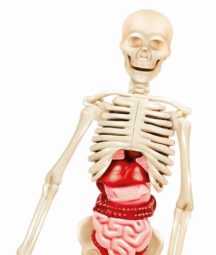Clementoni Galileo Lab Set Mini Corpul Uman - Jucărie pentru Înțelegerea Anatomiei cu Organe & Schelet - Set de Experimente pentru Copii de la 8 Ani de la Clementoni 69489