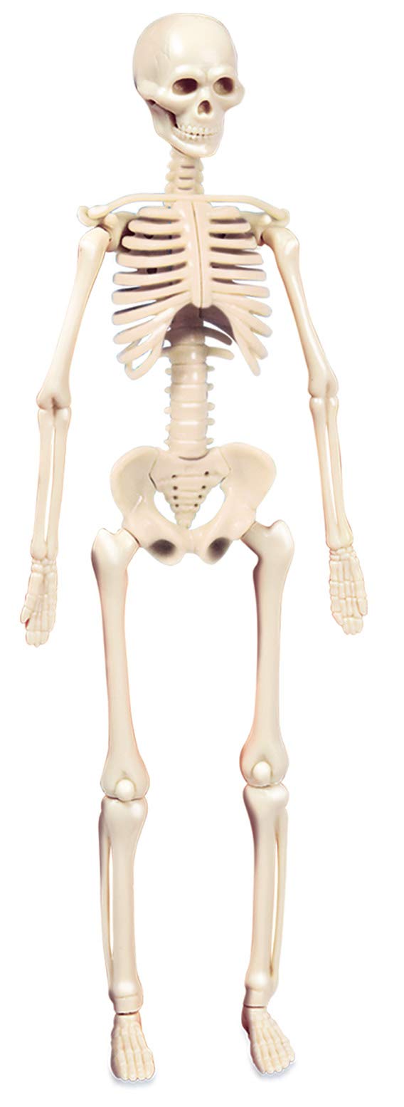 Clementoni Galileo Lab Set Mini Corpul Uman - Jucărie pentru Înțelegerea Anatomiei cu Organe & Schelet - Set de Experimente pentru Copii de la 8 Ani de la Clementoni 69489