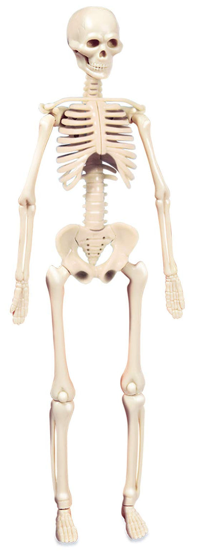 Clementoni Galileo Lab Set Mini Corpul Uman - Jucărie pentru Înțelegerea Anatomiei cu Organe & Schelet - Set de Experimente pentru Copii de la 8 Ani de la Clementoni 69489