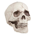 Boland 74378 Set decorativ Craniu cu maxilar mobil pentru Halloween și petreceri tematice