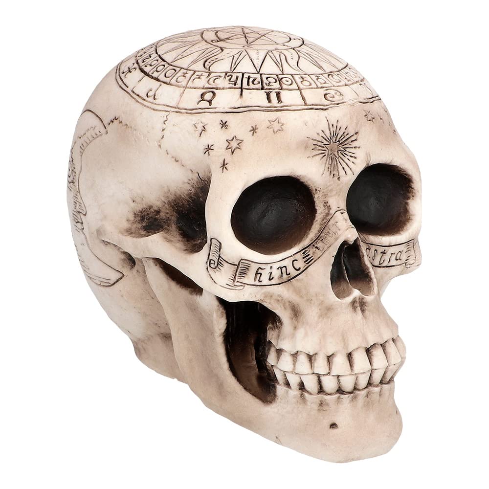 Boland Pc. Skull Astronomy Figurină decorativă craniu 20 cm (beige)