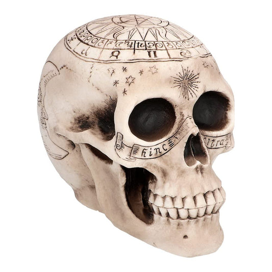 Boland Pc. Skull Astronomy Figurină decorativă craniu 20 cm (beige)