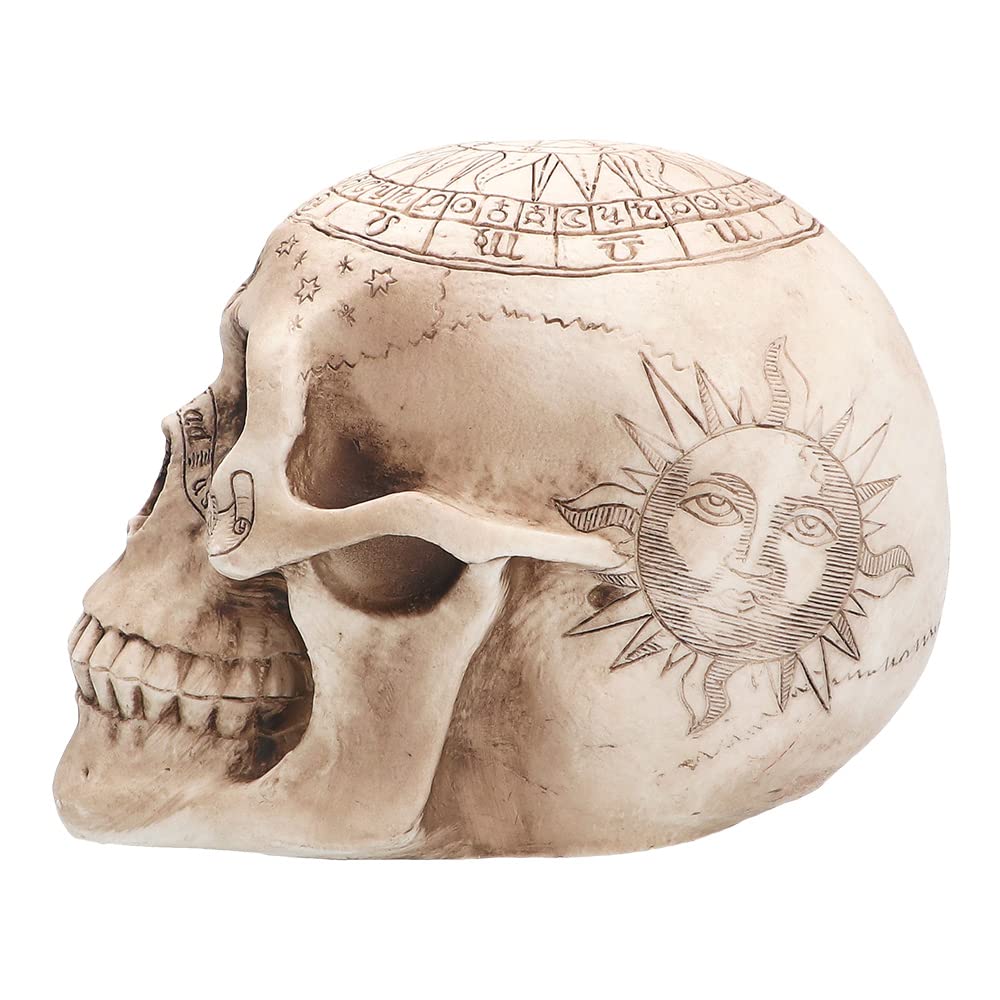 Boland Pc. Skull Astronomy Figurină decorativă craniu 20 cm (beige)