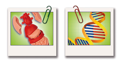 Clementoni Galileo Lab Set Mini Corpul Uman - Jucărie pentru Înțelegerea Anatomiei cu Organe & Schelet - Set de Experimente pentru Copii de la 8 Ani de la Clementoni 69489